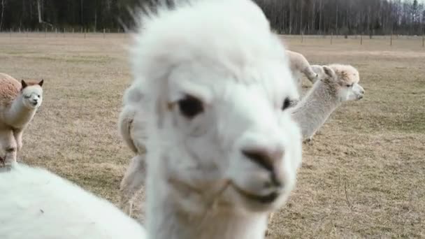 Closeup of an alpaca on a farm on a clear sunny day — стоковое видео