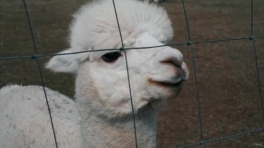Güneşli bir günde bir çiftlikte alpaka kapanışı