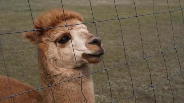 Closeup of an alpaca on a farm on a clear sunny day — Stock video