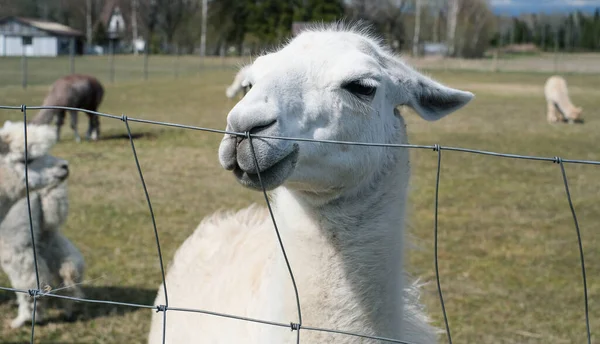 Closeup of an alpaca on a farm on a clear sunny day — Stock Photo, Image