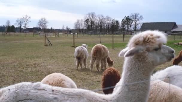 Güneşli bir günde bir çiftlikte alpaka kapanışı — Stok video