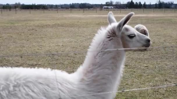 Closeup of an alpaca on a farm on a clear sunny day — Stok video