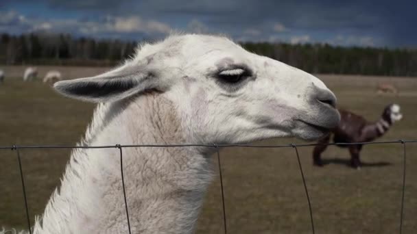 Güneşli bir günde bir çiftlikte alpaka kapanışı — Stok video