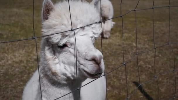 Closeup Alpaca Farm Clear Sunny Day — Stock Video