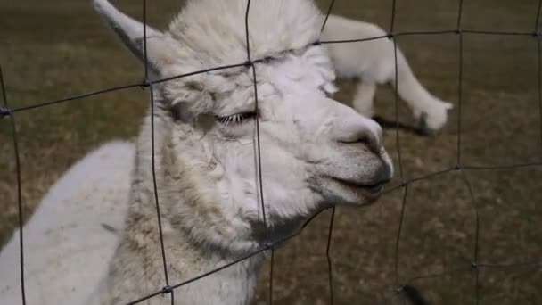 Closeup Uma Alpaca Uma Fazenda Dia Ensolarado Claro — Vídeo de Stock