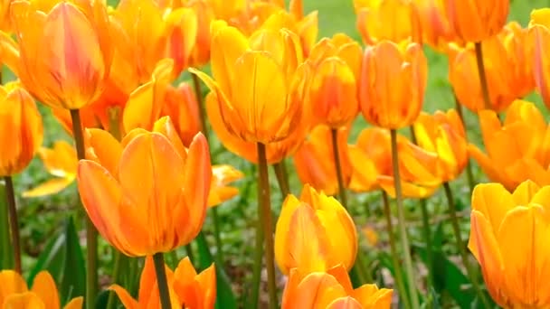 Jasne Naturalne Tło Dla Projektów Jasnych Pomarańczowych Kwiatów Tulipanów Tle — Wideo stockowe
