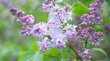 Mor leylak çiçeklerinden yeşil ağaçların arka planına uzanan projeleriniz için parlak doğal arkaplan.