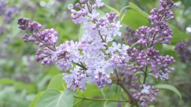 Mor leylak çiçeklerinden yeşil ağaçların arka planına uzanan projeleriniz için parlak doğal arkaplan.