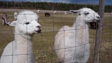Güneşli bir günde bir çiftlikte alpaka kapanışı.