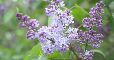 Mor leylak çiçeklerinden yeşil ağaçların arka planına uzanan projeleriniz için parlak doğal arkaplan.