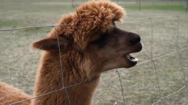 Closeup Alpaca Farm Clear Sunny Day — Stock Video