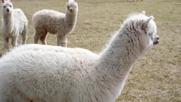 Closeup Alpaca Farm Clear Sunny Day — Stock Video