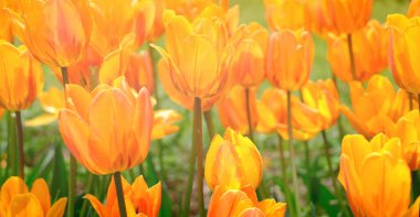 Parlak turuncu lale çiçeklerinden yeşil çimenlerin arka planına kadar projeleriniz için parlak doğal arka plan.