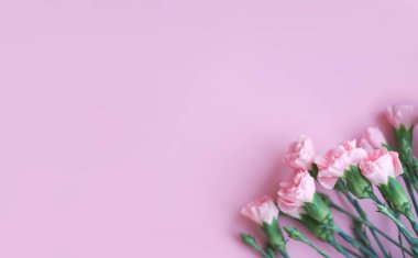 Çiçek kompozisyonu. Yumuşak pembe arka planda pembe çiçekler. Bahar, yaz konsepti. Düz konum, üst görünüm, kopyalama alanı.