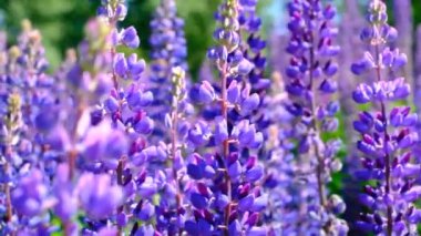 Açık bir yaz gününde, lupin çiçekleriyle dolu bir tarlada, projeleriniz için çok güzel doğal bir arka plan..