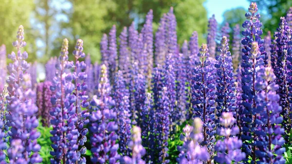 Beautiful Natural Background Your Projects Banner Format Field Lupine Flowers — Stock Photo, Image