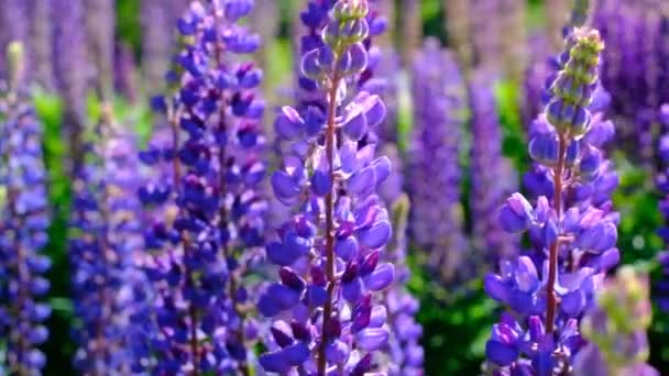 Beautiful Natural Background Your Projects Banner Format Field Lupine Flowers — Stock Video