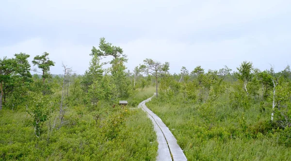 Wooden Path National Park Estonia Forest Bog Clear Day — Photo