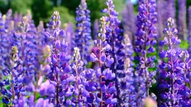 Beautiful Natural Background Your Projects Banner Format Field Lupine Flowers — ストック動画