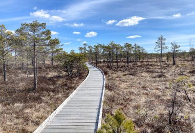 Orman parkındaki bir güzergahın yönünü ve mesafesini gösteren tahta bir direk. Eğlence ve turizm