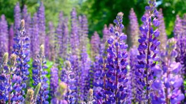 Açık bir yaz gününde, lupin çiçekleriyle dolu bir tarlada, projeleriniz için çok güzel doğal bir arka plan..