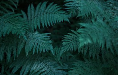 Green natural bright background for your projects with lots of fern leaves.