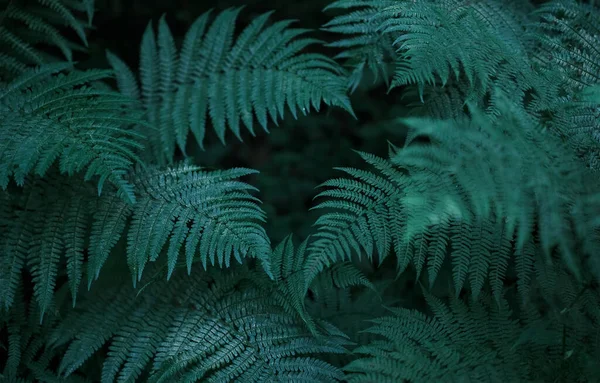 Green natural bright background for your projects with lots of fern leaves.