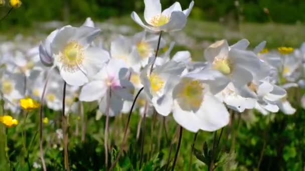 Close Herbaceous Plant Anemone Woodland Stirring Wind Clear Sunny Summer — Video Stock