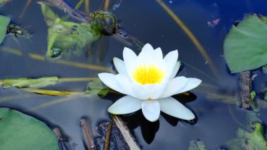White aquatic plant of the water lily family floating on the water close-up.
