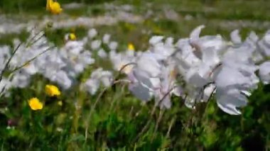 Close-up of a herbaceous plant anemone woodland stirring in the wind on a clear sunny summer day. 