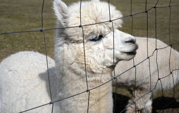 Closeup Alpaca Farm Clear Sunny Day — Stock Photo, Image