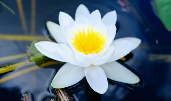 White aquatic plant of the water lily family floating on the water close-up.