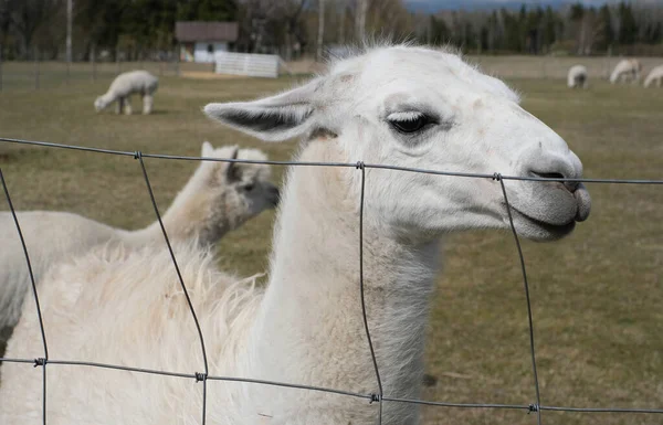 Closeup Alpaca Farm Clear Sunny Day — Stock Photo, Image