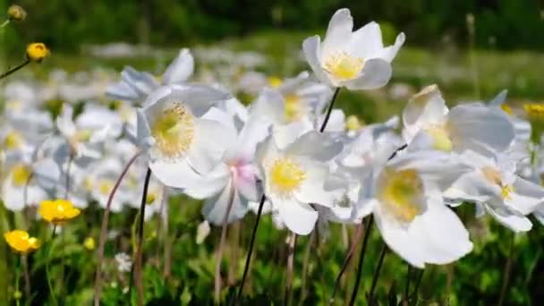 Close Herbaceous Plant Anemone Woodland Stirring Wind Clear Sunny Summer — ストック動画