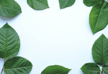 Bileşimi bırakır. Beyaz arkaplanda yeşil yapraklardan yapılmış bir çerçeve. Düğün günü, anneler günü ve kadınlar günü konsepti. Düz yatış, üst görünüm.