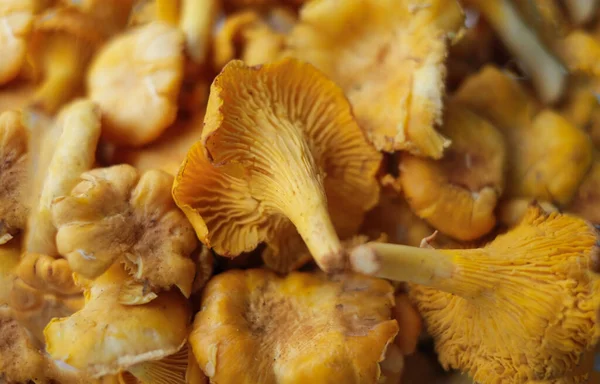 Close-up texture of mushrooms of the chanterelle family. Beautiful bright background for your projects.