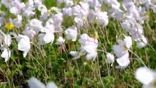 Close Herbaceous Plant Anemone Woodland Stirring Wind Clear Sunny Summer — Vídeo de Stock