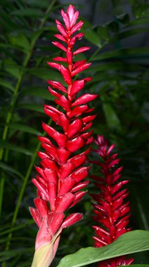 Tilki kuyruğu çiçeği