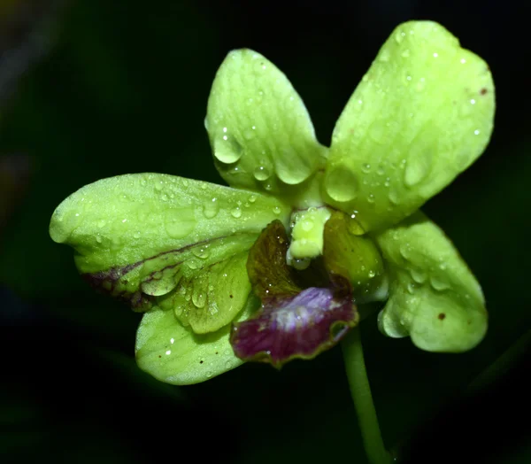 Orchidée bleue verte — Photo