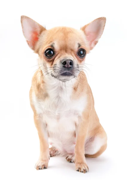 Pálido beige con perro Chihuahua blanco — Foto de Stock