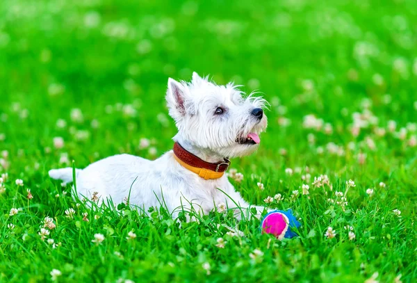 Attentif West Highland terrier blanc avec boule jouet pour chien — Photo