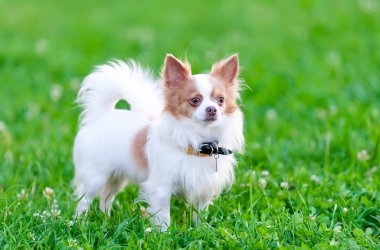 Isabella (mavi-açık kahverengi) ve beyaz chihuahua köpek portre
