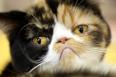 Grumpy facial expression Exotic tortoiseshell cat clipart