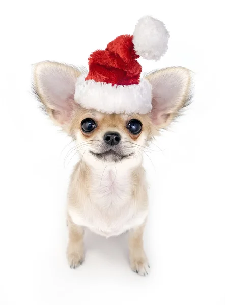 Christmas Chihuahua puppy — Stock Photo, Image