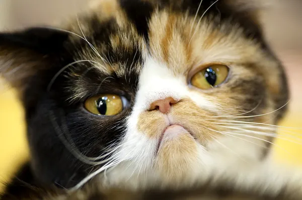 Grumpy facial expression Exotic tortoiseshell cat — Stock Photo, Image