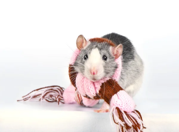 Cute decorative rat with woolen striped scarf — Stock Photo, Image