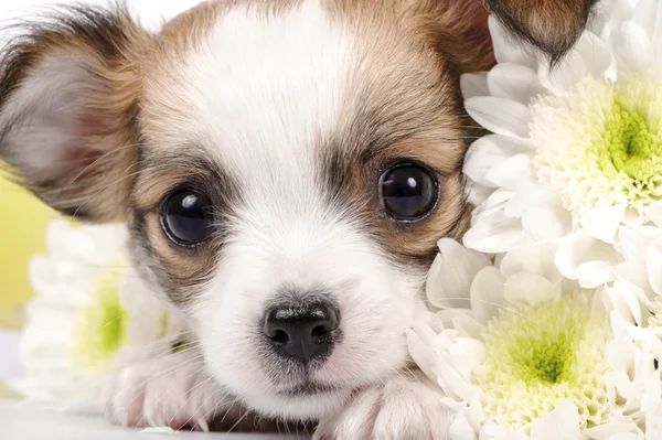 Adorabile cucciolo di chihuahua — Foto Stock