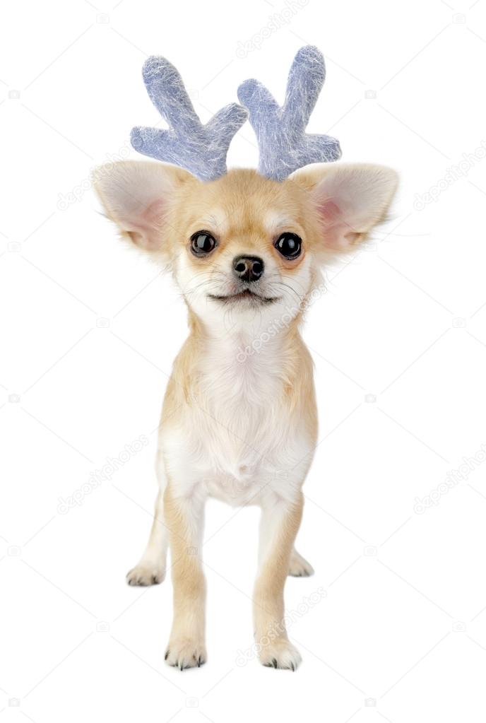 Christmas chihuahua puppy