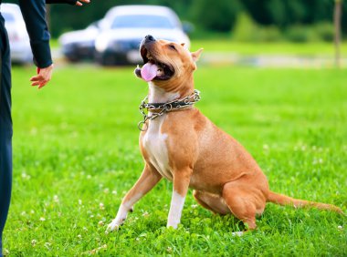 eğitim süreci içinde Amerikan staffordshireterrier