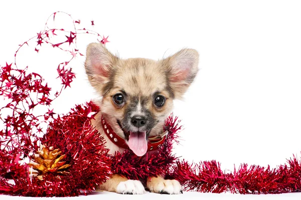 Glücklicher Chihuahua-Welpe in einem Rahmen aus leuchtend rotem Lametta — Stockfoto